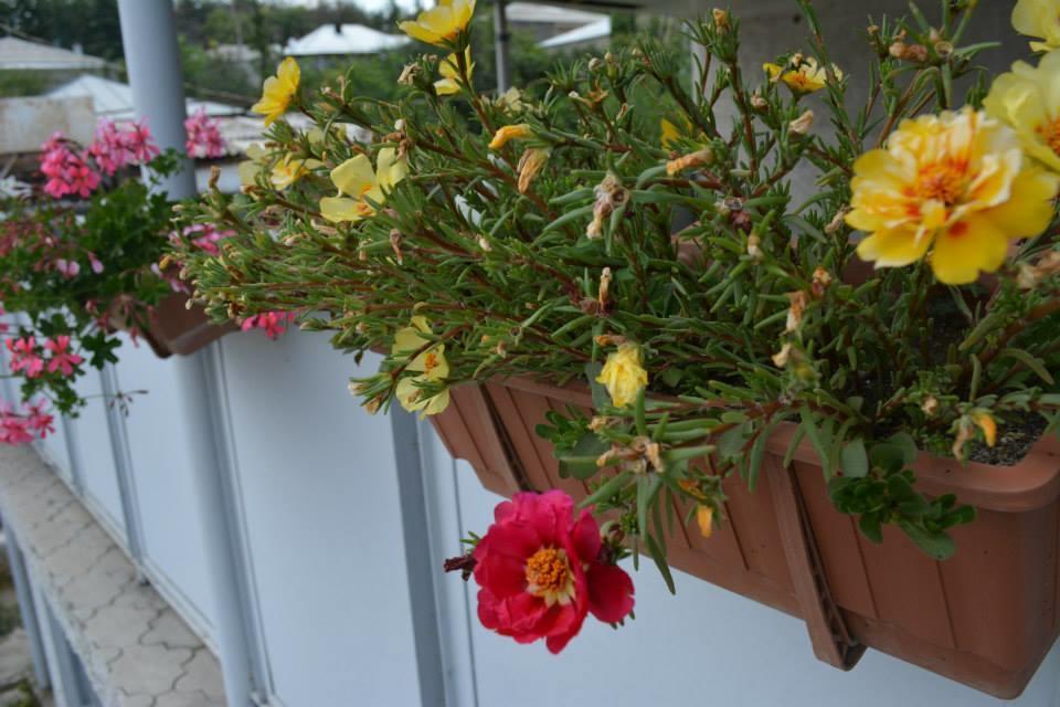 Guesthouse Giorgi Telavi Dış mekan fotoğraf
